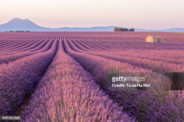 early morning in a provence's lavender field with a lone house - region provence alpes côte d'azur stock-fotos und bilder