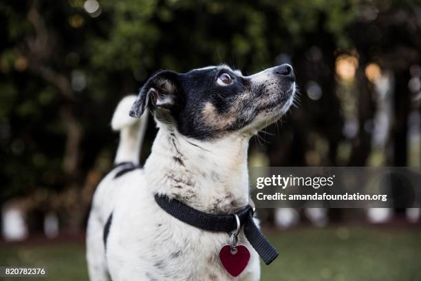 hond in het park - amandafoundationcollection stockfoto's en -beelden