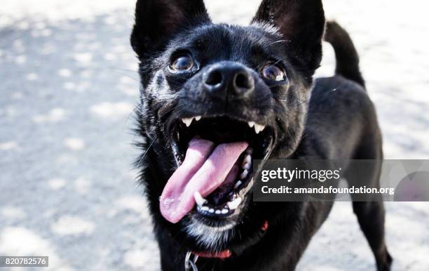 close-up schuss eine kleine schwarze hund - amandafoundation stock-fotos und bilder