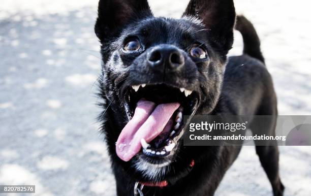 close-up shot of a little black dog - the amanda collection - amandafoundationcollection stock pictures, royalty-free photos & images
