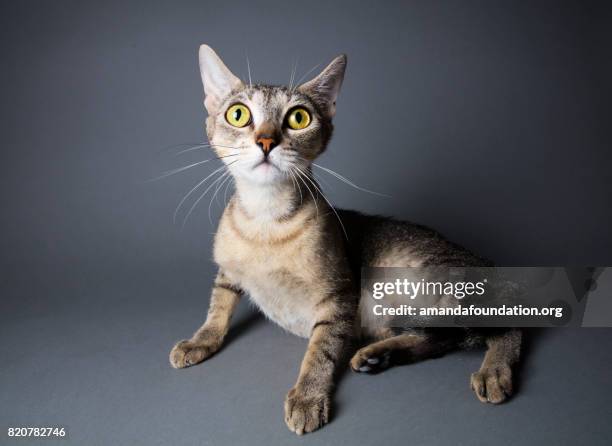 feline with big yellow eyes - the amanda collection - amanda foundation stock pictures, royalty-free photos & images