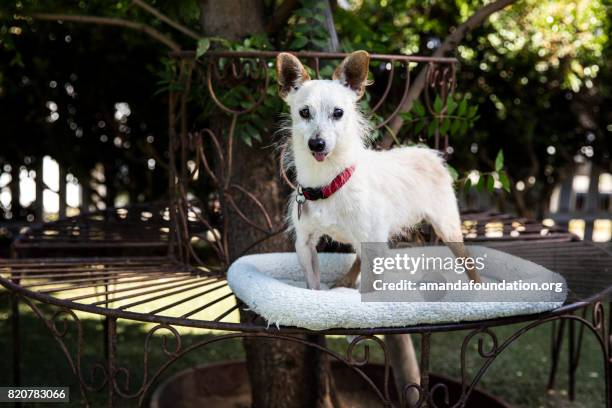 white terrier mix on a bed - the amanda collection - amandafoundation stock pictures, royalty-free photos & images