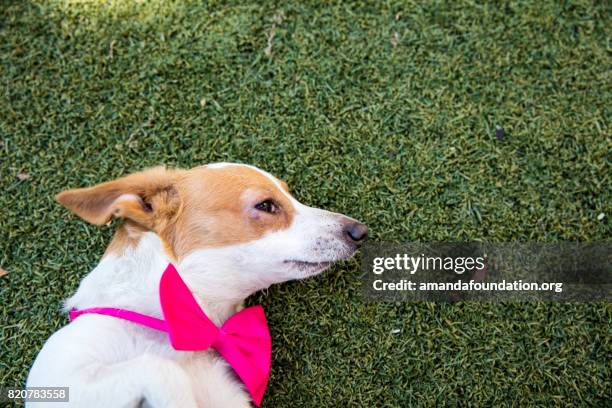adorable jack russell-dachshund mix with a pink bow tie - the amanda collection - amandafoundation stock pictures, royalty-free photos & images