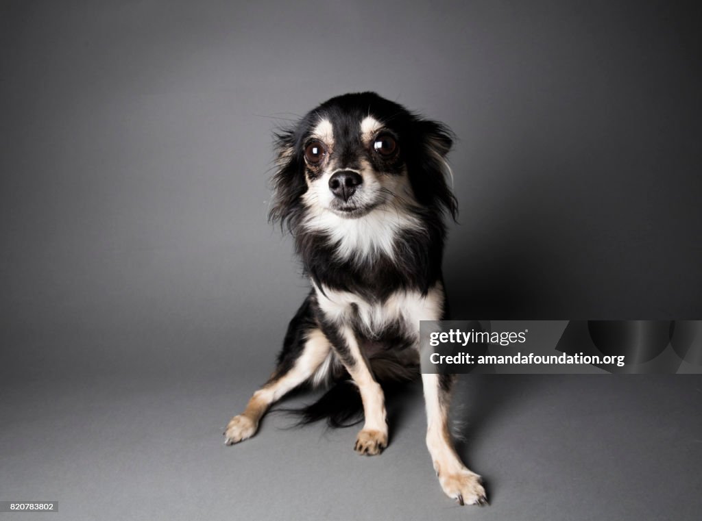 Portrait of a Chihuahua-Papillon Mix - The Amanda Collection