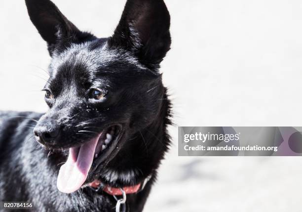 close-up schuss eine kleine schwarze hund - amandafoundation stock-fotos und bilder