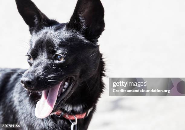 close-up shot van een zwart hondje - amandafoundationcollection stockfoto's en -beelden