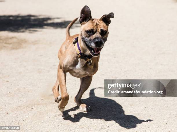 three-legged boxer mix running at a park - the amanda collection - amandafoundation stock pictures, royalty-free photos & images