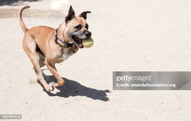 three-legged boxer mix playing with a tennis ball - the amanda collection - disability collection stock pictures, royalty-free photos & images