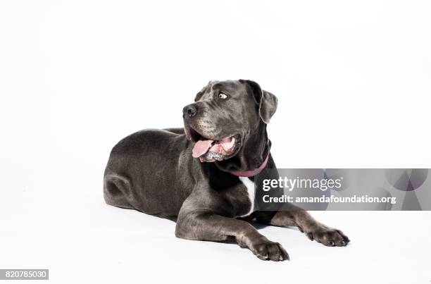schwarzer hund liegen - amandafoundation stock-fotos und bilder