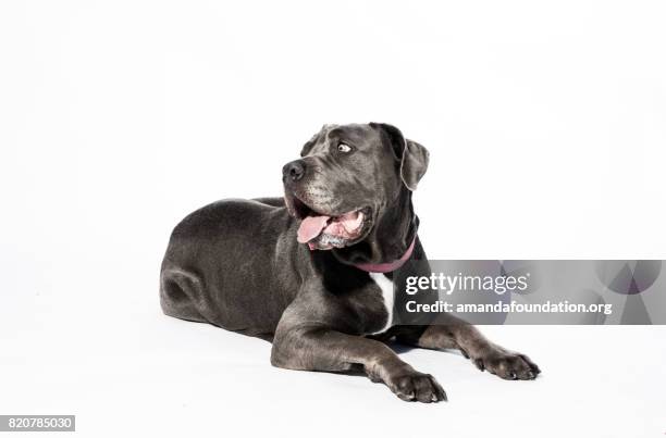 negro perro acostado - mastín napolitano fotografías e imágenes de stock