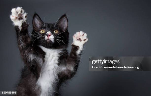 süße kätzchen spielen - tiere schwarz weiss stock-fotos und bilder