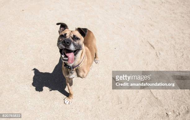 smiling three-legged boxer mix at a dog park. - the amanda collection - disability collection stock pictures, royalty-free photos & images