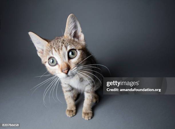 big eyed-tabby kitten - adoption eines haustiers stock-fotos und bilder