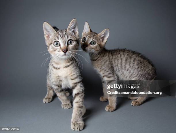 tabby kittens - the amanda collection - amandafoundation stock pictures, royalty-free photos & images