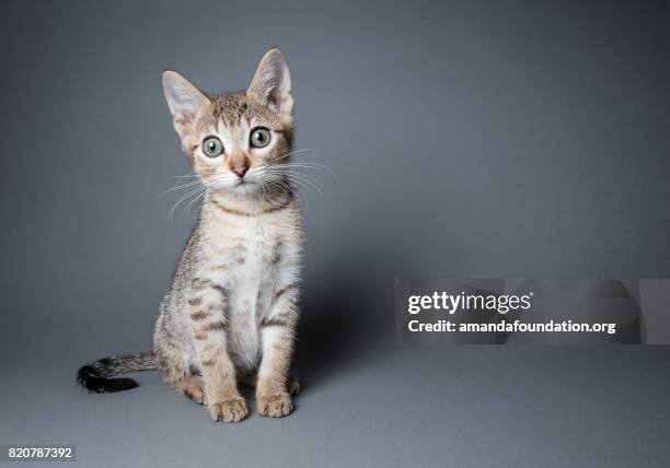 schattig tabby kitten - amandafoundationcollection stockfoto's en -beelden