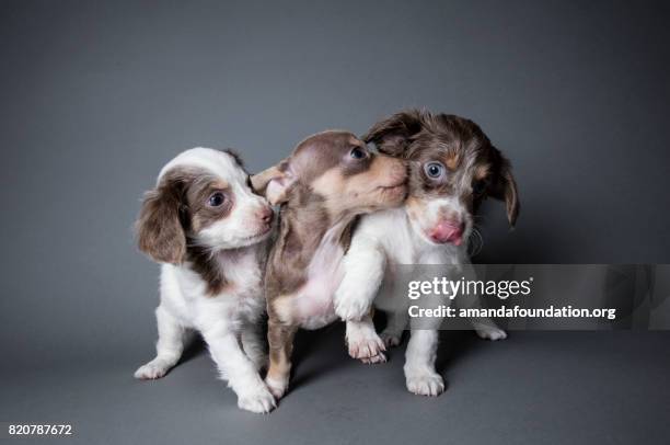 three dachshund-terrier puppies playing - the amanda collection - puppy stock pictures, royalty-free photos & images