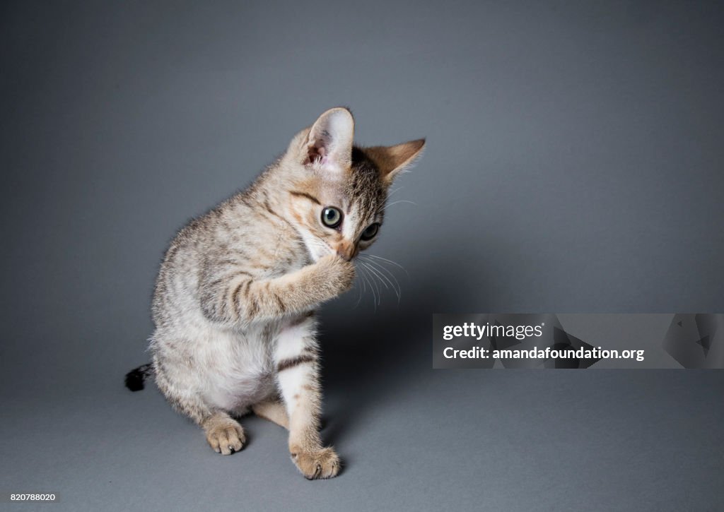 Gatito tabby lamiendo sus patas