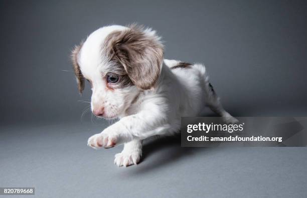 schattige puppy - amandafoundationcollection stockfoto's en -beelden