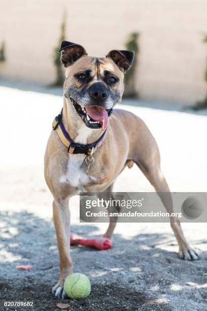 three-legged boxer mix with tennis ball - the amanda collection - disability collection stock pictures, royalty-free photos & images
