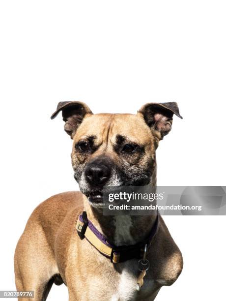 a happy male three-legged boxer mix - the amanda collection - amandafoundation stock pictures, royalty-free photos & images