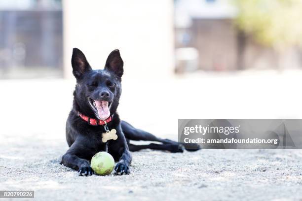 zwarte hondje met een tennisbal - amandafoundationcollection stockfoto's en -beelden