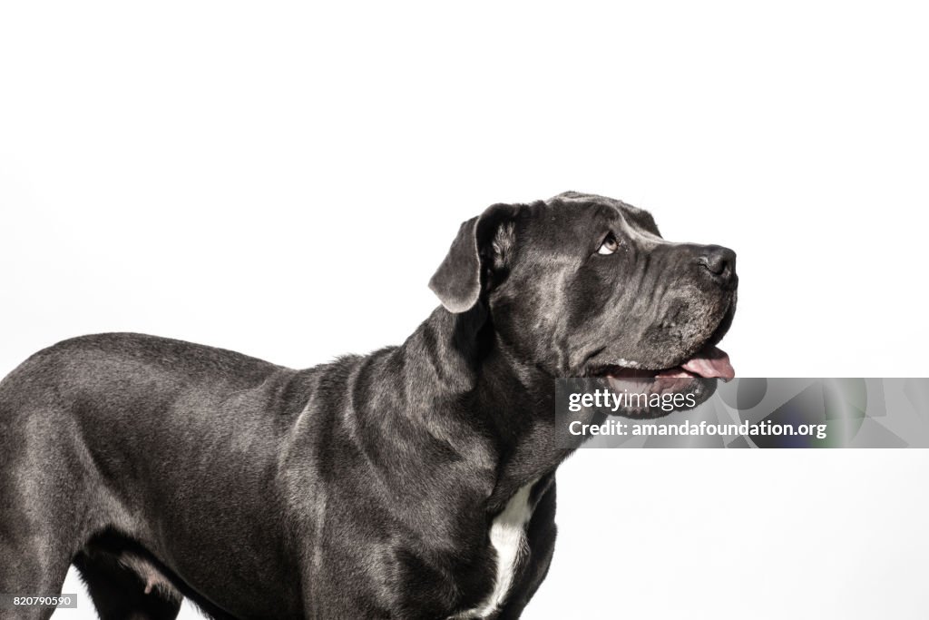 Black Neapolitan Mastiff Mix - The Amanda Collection
