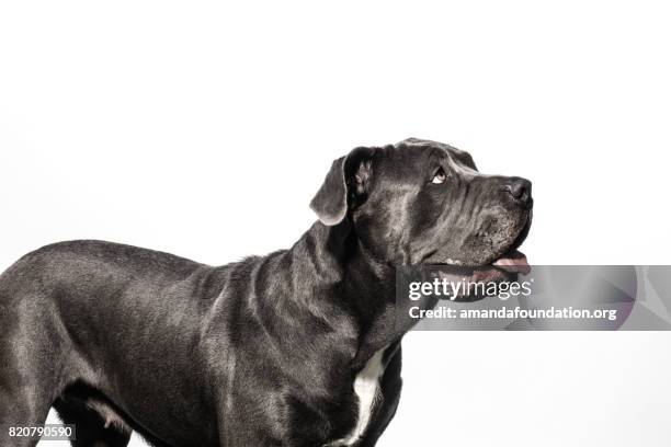 black neapolitan mastiff mix - the amanda collection - amandafoundationcollection stock pictures, royalty-free photos & images