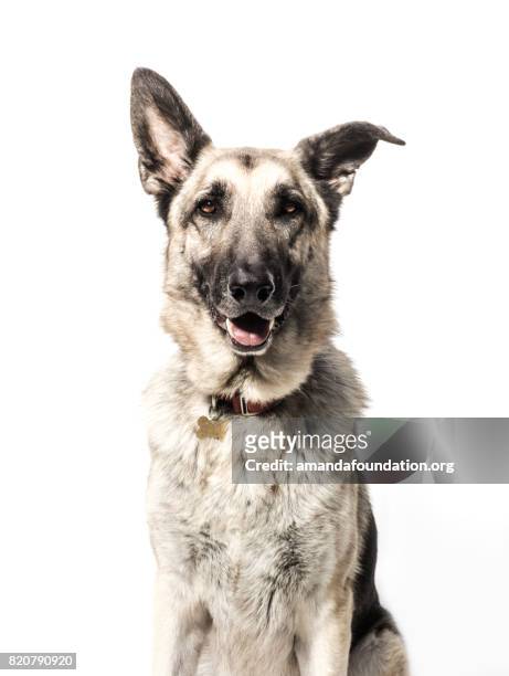 德國牧羊犬的前視圖肖像 - collar 個照片及圖片檔