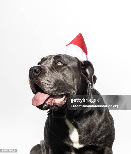 großer hund trägt eine weihnachtsmütze - mastino napoletano stock-fotos und bilder