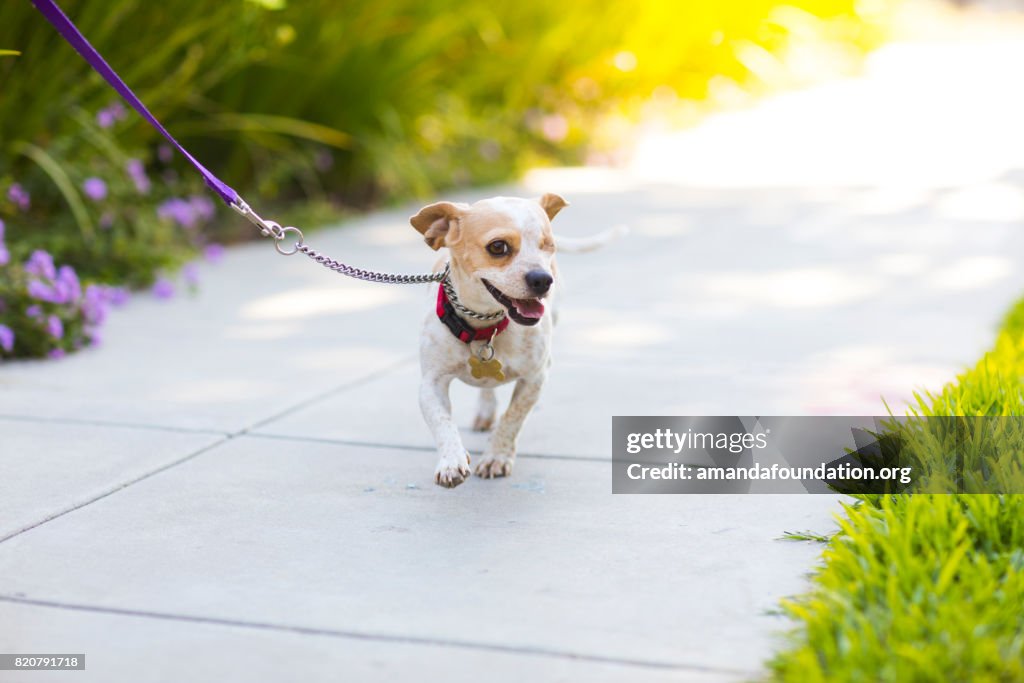 Glücklich Beagle auf einem Bürgersteig