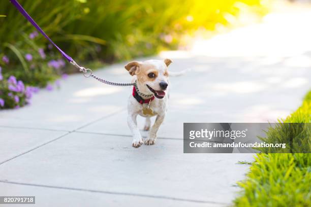 happy beagle on a sidewalk - the amanda collection - disability collection stock pictures, royalty-free photos & images