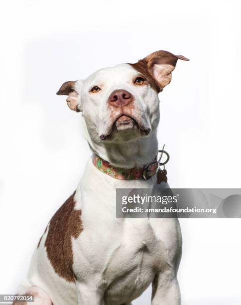 portrait d’un pitbull rouge et blanc - giant in los angeles ca photos et images de collection