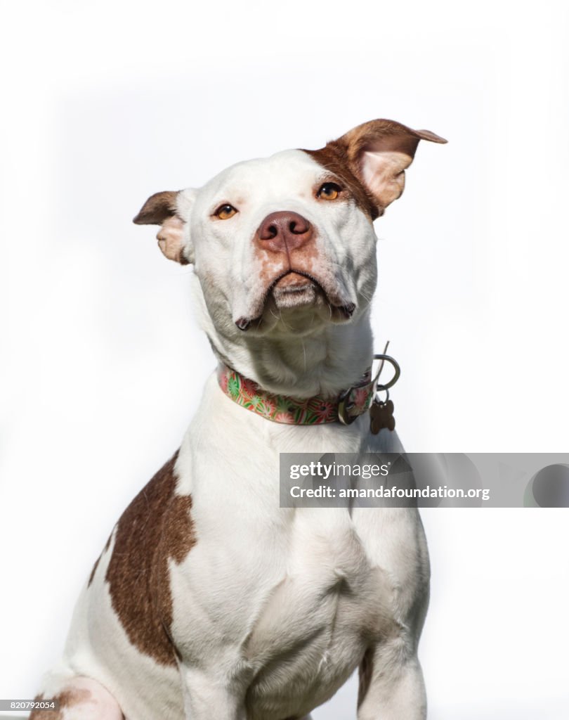 Portrait of a Red and White Pitbull - The Amanda Collection