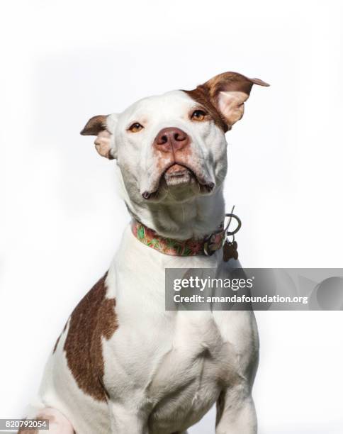 portrait of a red and white pitbull - the amanda collection - amandafoundationcollection stock pictures, royalty-free photos & images