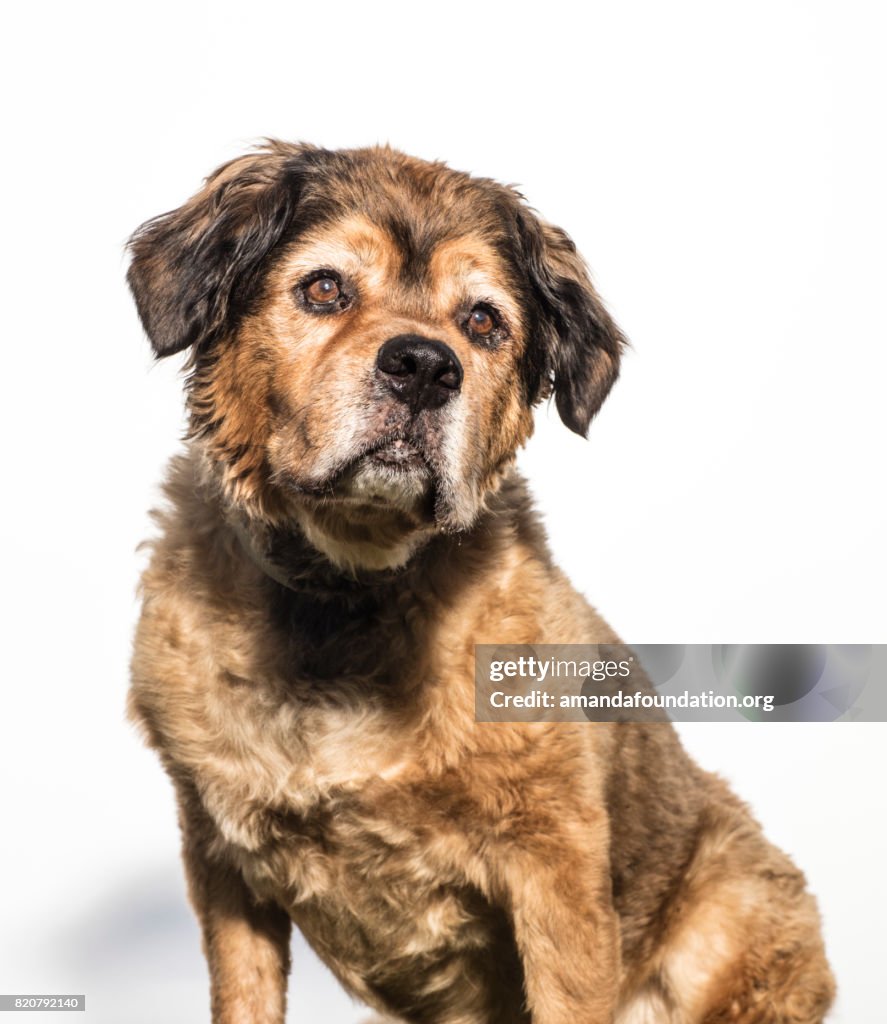 Portrait of a Brown Bernese Mountain Dog - The Amanda Collection