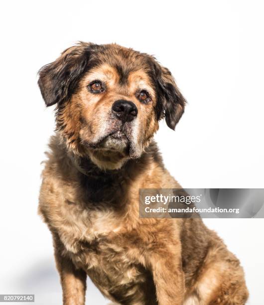 portrait of a brown bernese mountain dog - the amanda collection - amandafoundation stock pictures, royalty-free photos & images