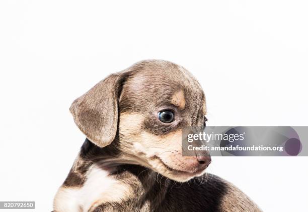 schattige puppy van de bruin - amandafoundationcollection stockfoto's en -beelden