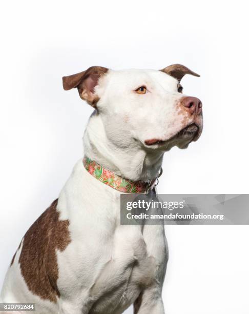 portrait of a red and white pitbull - the amanda collection - amandafoundation stock pictures, royalty-free photos & images