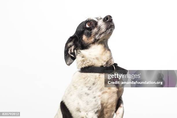 dog looking up - la collezione amanda - chihuahua dog foto e immagini stock