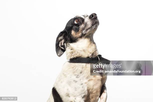 hond opzoeken - amandafoundationcollection stockfoto's en -beelden
