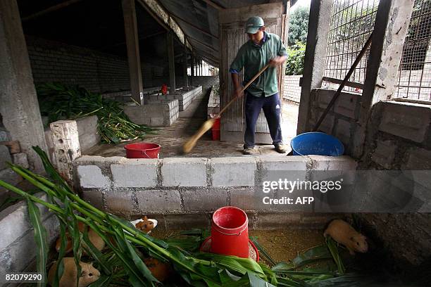 Man sweeps the guinea pig pen at a farm in Pachacamac, 40 kms south of Lima, on July 23 2008. Owner Ulises Moreno runs Casa Blanca biofarm where...