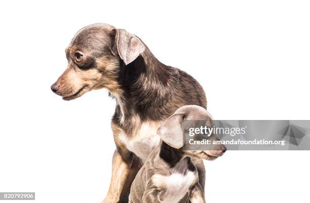 dackel hund mit welpen - amandafoundation stock-fotos und bilder