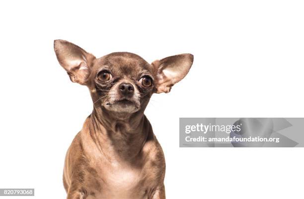 portrait of a chocolate chihuahua - the amanda collection - amandafoundation stock pictures, royalty-free photos & images