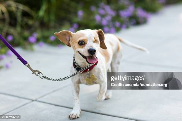 close-up of a happy beagle - the amanda collection - disability collection stock pictures, royalty-free photos & images