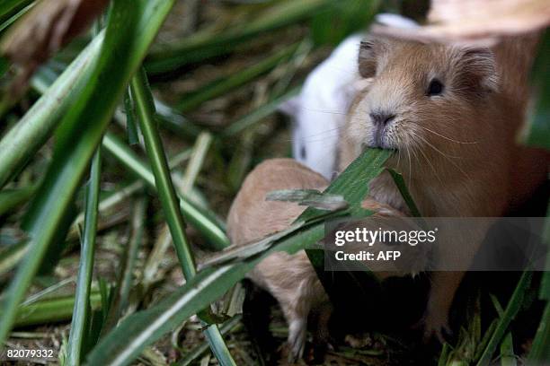 Guinea pig and its offspring are seen feeding at a farm in Pachacamac, 40 kms south of Lima, on July 23 2008. Owner Ulises Moreno runs Casablanca...