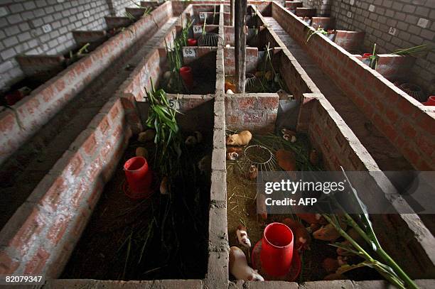 Numerous guinea pigs are seen in their pens at a farm in Pachacamac, 40 kms south of Lima, on July 23 2008. Owner Ulises Moreno runs Casablanca...