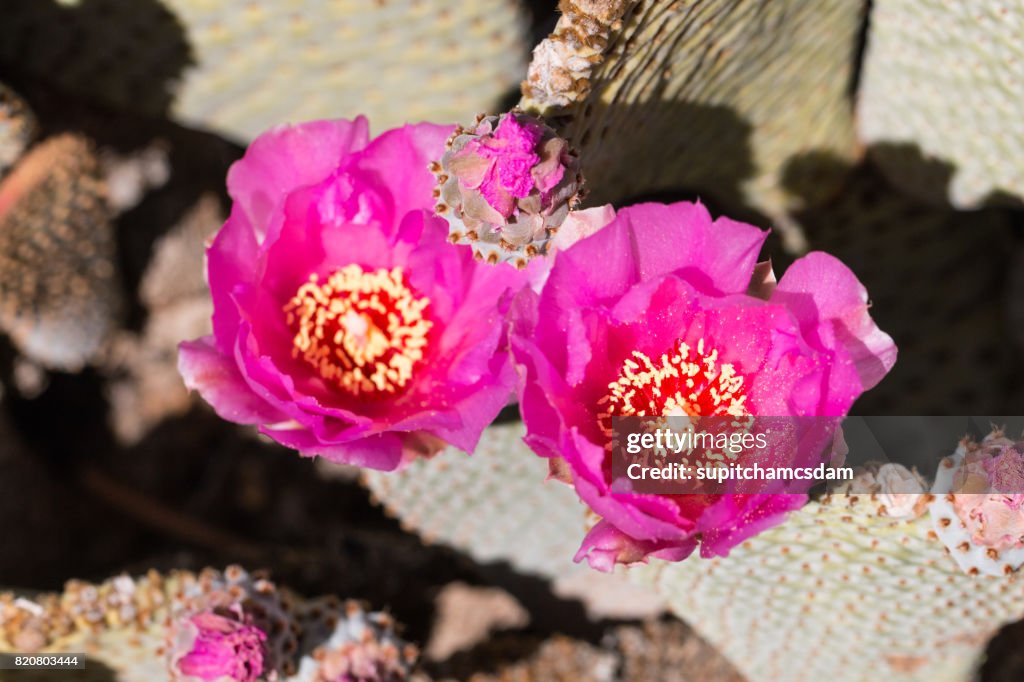 Flores De Cactus Rosa Del Desierto Flor Salvaje Foto de stock - Getty Images