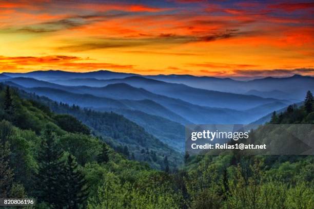 woods - parco nazionale great smoky mountains foto e immagini stock