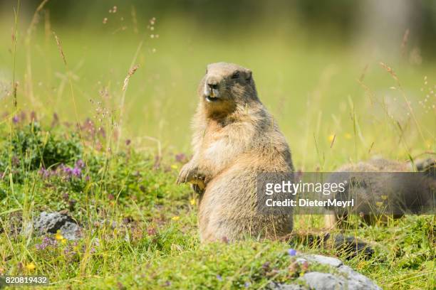 twee alpenmarmot - jonge een dold (marmota marmota) - hohe tauern national park stockfoto's en -beelden