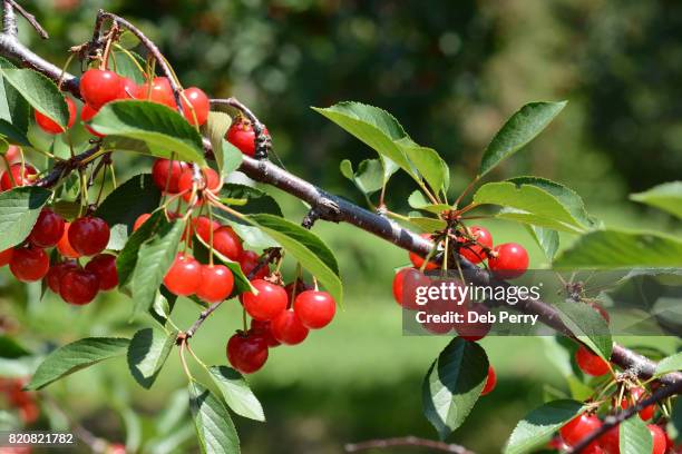 montmorency tart cherries - sour cherry stock pictures, royalty-free photos & images